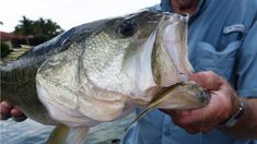 a man holding a large fish in his hands