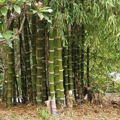 several tall bamboo trees with lots of green leaves