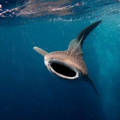 a large fish with its mouth open in the water