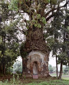 an old tree with vines growing over it's top and door in the middle