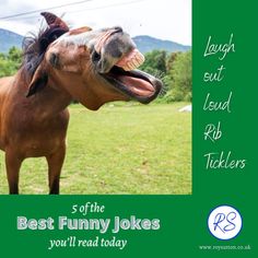 a horse with it's mouth open and tongue out in front of the camera text reads, 5 of the best funny jokes you'll read today