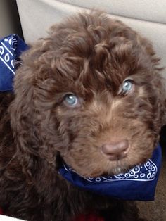 a brown dog with blue eyes sitting on the floor