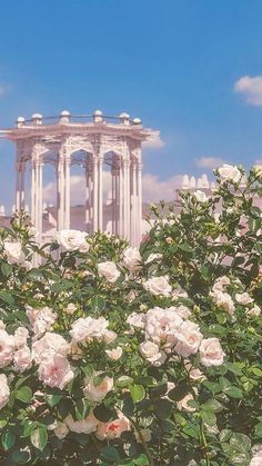 some white roses bushes and a gazebo in the background with a blue sky behind them