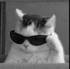 black and white photo of cat wearing sunglasses