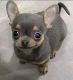 a small gray and brown dog sitting on top of a white floor