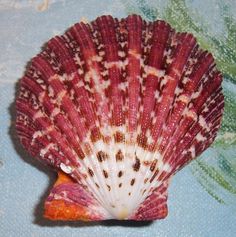 a red and white sea shell sitting on top of a blue tablecloth covered surface