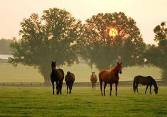 four horses are standing in the grass near each other as the sun sets behind them