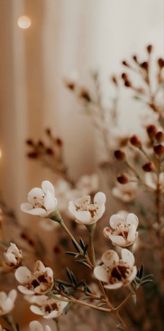 some white flowers and lights in the background