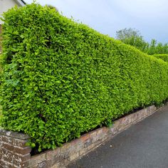 a large hedge is next to a brick wall in front of a house on a street