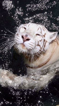 a white tiger swimming in the water