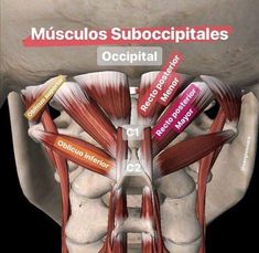 Neck Muscle Anatomy, Muscular System Anatomy, Ear Reflexology, Muscles Of The Neck