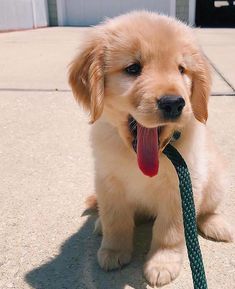 a puppy sitting on the ground with its tongue hanging out