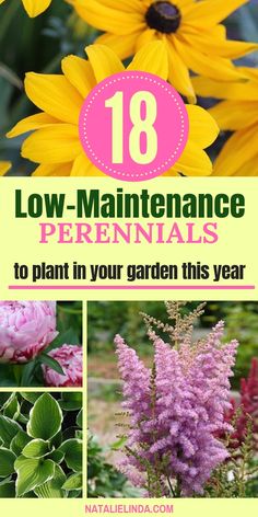 These 18 perennials will provide your garden with color, height, and fragrance! They're low-maintenance, which means you don't have to be a gardening expert to grow them in your yard! Low Maintenance Perennials, Urban Gardening Ideas, Blooming Perennials, Perfume Versace, Sun Perennials, Garden Design Layout, Low Maintenance Garden, Urban Gardening, Beautiful Flowers Garden