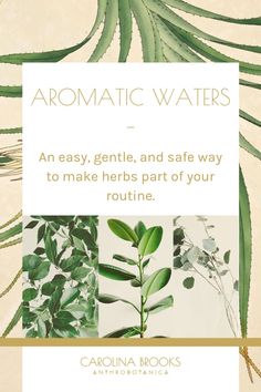 If you don’t know about aromatic waters (also known as hydrosols or hydrolats), you’re missing out! They're an easy, gentle and safe way to make herbs part of your daily routine. Aromatic waters have been used for thousands of years in the Middle East, in cooking, and for medical ailments. If you've heard of them before, have you ever wondered how hydrosols are made? Follow me on Instagram to learn more! #aromaticwaterse #herbs Naturopathy, Natural Health Tips