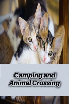 two kittens sitting on top of a wooden chair next to a sign that says camping and animal crossing