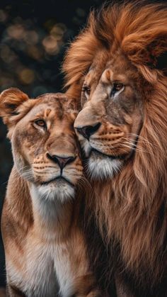 two lions standing next to each other with their faces close together in front of the camera