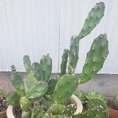 a cactus in a pot on the ground