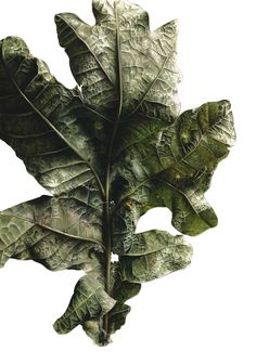 a green leafy plant is shown against a white background