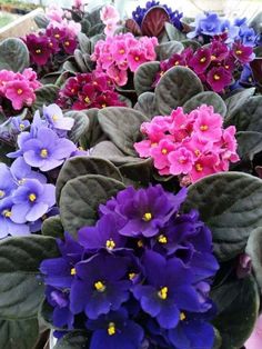 purple and pink flowers are in a pot