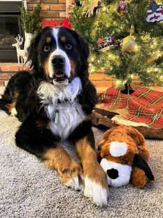 a dog laying on the floor next to a christmas tree with a stuffed animal in front of it