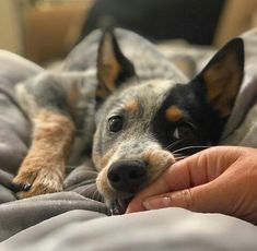 a small dog laying on top of a bed next to a person's hand