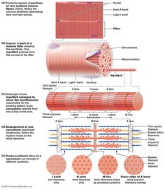 the structure of an organ and its functions