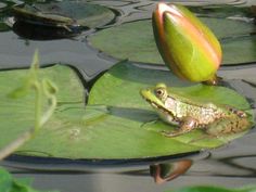 a frog sitting on top of a lily pad