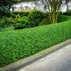 a hedge lined with trees and bushes next to a sidewalk