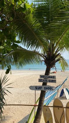 there are many surfboards on the beach with palm trees in the foreground and blue water in the background