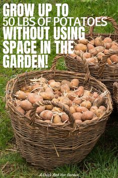 three baskets filled with potatoes sitting on top of a grass covered field next to text that reads grow up to 50, 000 potato seeds without using space in the garden