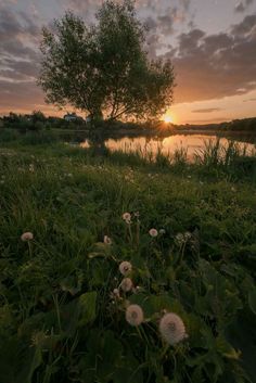 the sun is setting over a lake with dandelions in the foreground and a tree on the other side