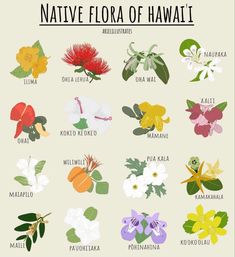 the national flower of hawaii is shown in different colors and sizes, including red, white,