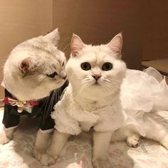 two cats dressed up in wedding clothes on a bed with the cat wearing a tuxedo