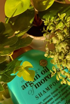 a bottle of shampoo next to a potted plant with green leaves on it