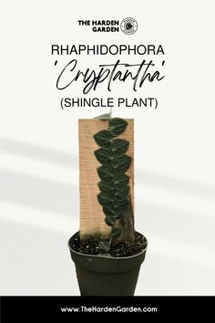 a small potted plant is shown with the words, rhaphophora'egyptian'shingle plant