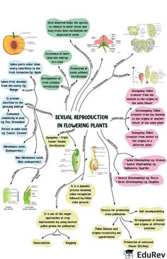 Reproduction In Flowering Plants Notes, Biology Class 12, Flower Reproduction, Biology Revision, Plant Notes