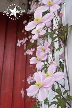 pink flowers growing on the side of a red door