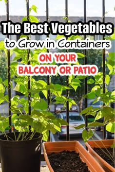 the best vegetables to grow in containers on your balcony or patio with text overlay that reads, the best vegetables to grow in containers on your balcony or patio