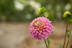 a pink flower with green stems in the foreground and blurry trees in the background