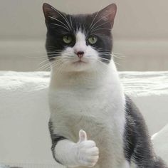 a black and white cat standing on its hind legs with it's paw up