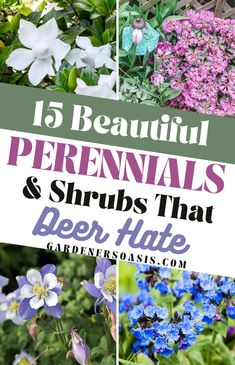 Deer Resistant Shade Plants (15 Beautiful Perennials and Shrubs That Deer Hate) Deer Repellant Plants, Deer Resistant Shade Plants, Deer Resistant Landscaping, Small Evergreen Shrubs, Deer Resistant Flowers, Deer Resistant Perennials, Shade Shrubs