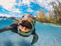 a turtle swimming in the ocean with its mouth open