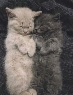 two kittens cuddle together on a blanket