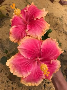 three pink flowers with yellow stamens are in the middle of a person's hand