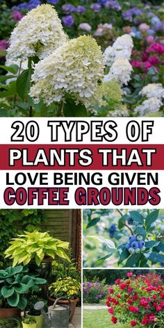 the top 20 types of plants that love being given coffee grounds in your yard or garden