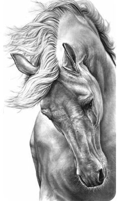 a pencil drawing of a horse's head with long manes and flowing hair