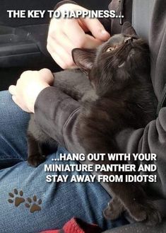 A Black Cat, Cat Boarding, Kittens Funny, Cat Quotes, Funny Cute Cats, Cute Cats And Dogs, Animal Quotes, Funny Animal