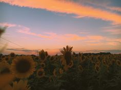 the sun is setting over a field of sunflowers