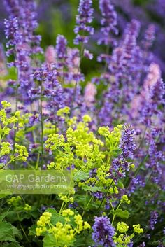 purple flowers are blooming in the garden