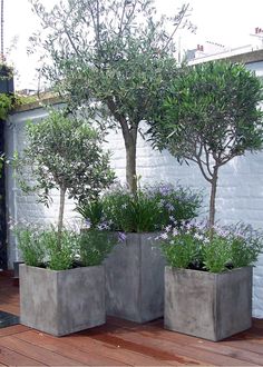 three cement planters with trees in them